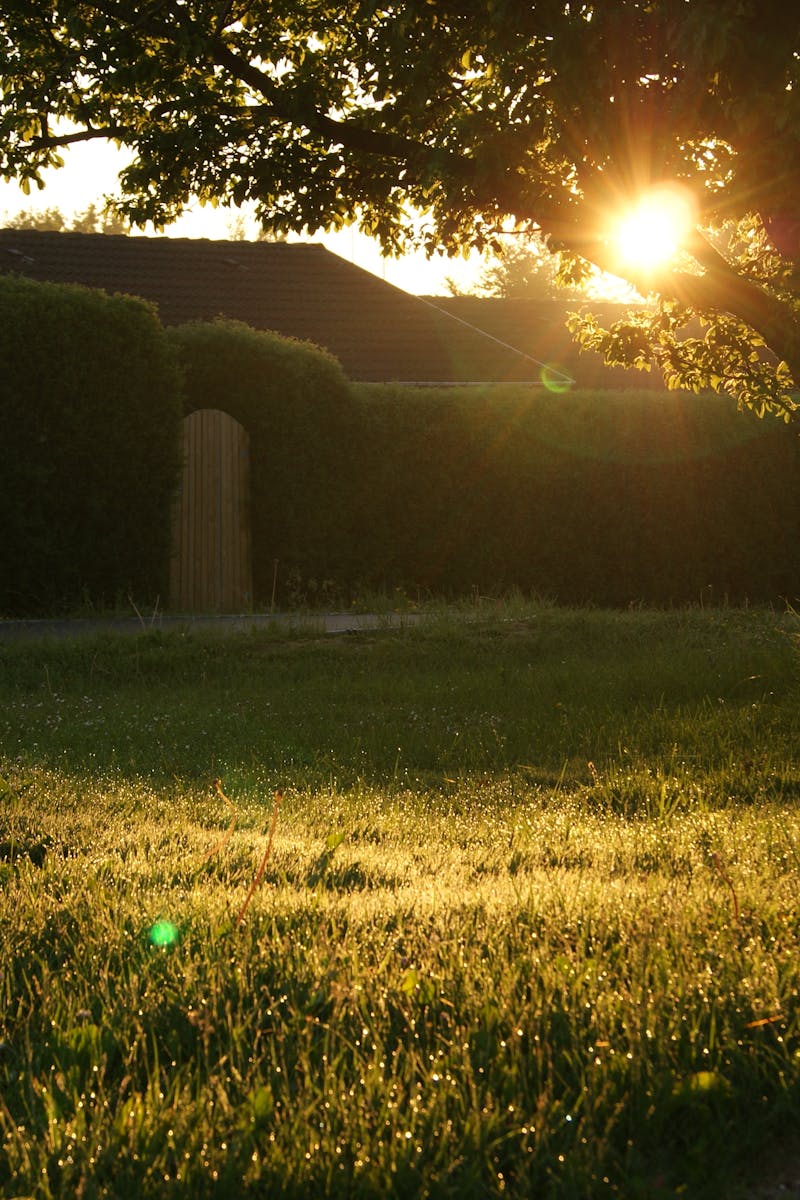 A serene backyard captured at sunrise with lens flare through trees.