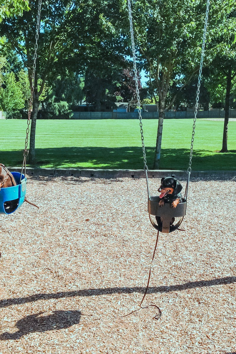 Adorable dachshunds swinging at a sunny park playground, surrounded by green grass and trees.