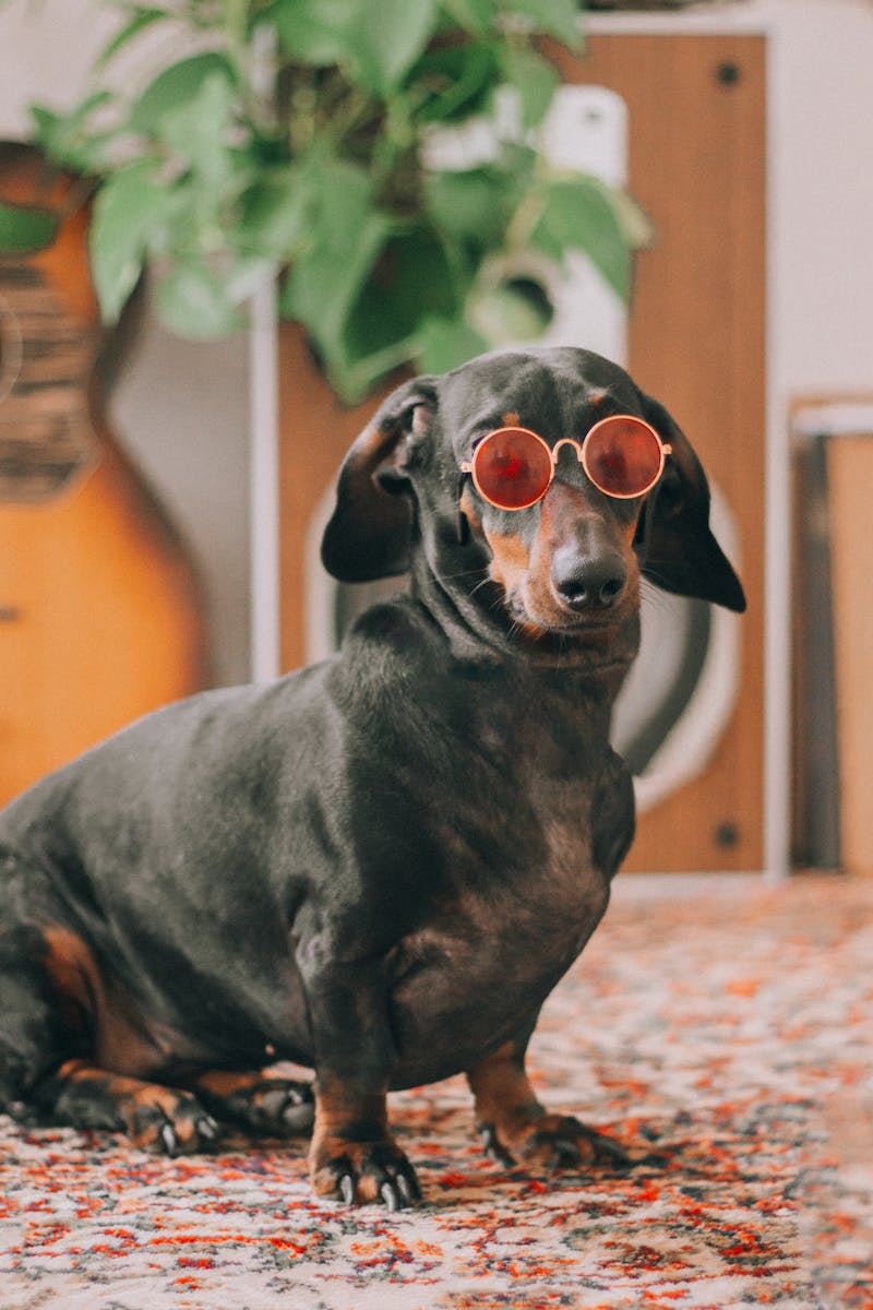 Trendy dachshund wearing sunglasses sits on a colorful rug indoors, showcasing a fun, quirky vibe.